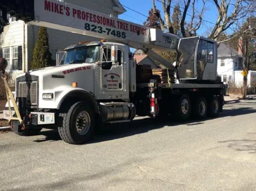 Mike's Professional Tree Service photo 5