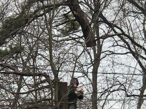 Mike's Professional Tree Service photo 8