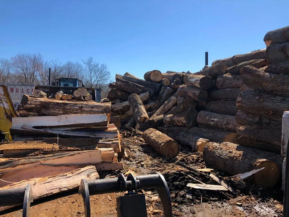 Mike's Professional Tree Service photo 11
