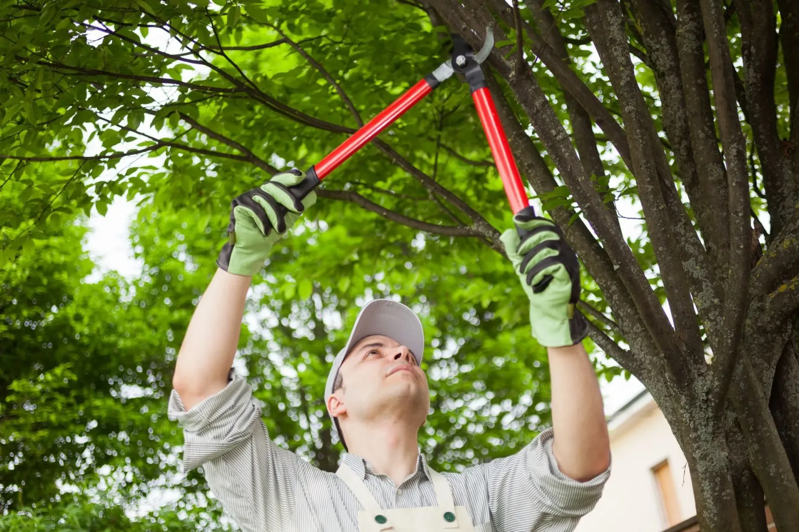 Warwick Tree Service Inc photo 10