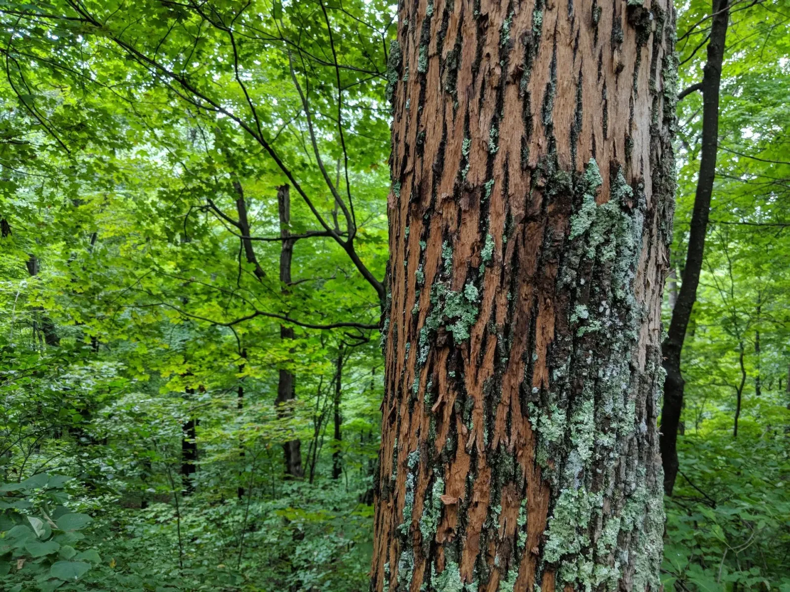 Warwick Tree Service Inc photo 7