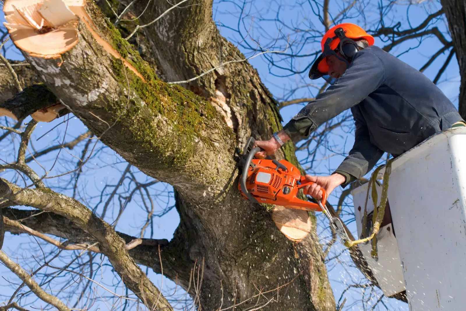 Warwick Tree Service Inc photo 6