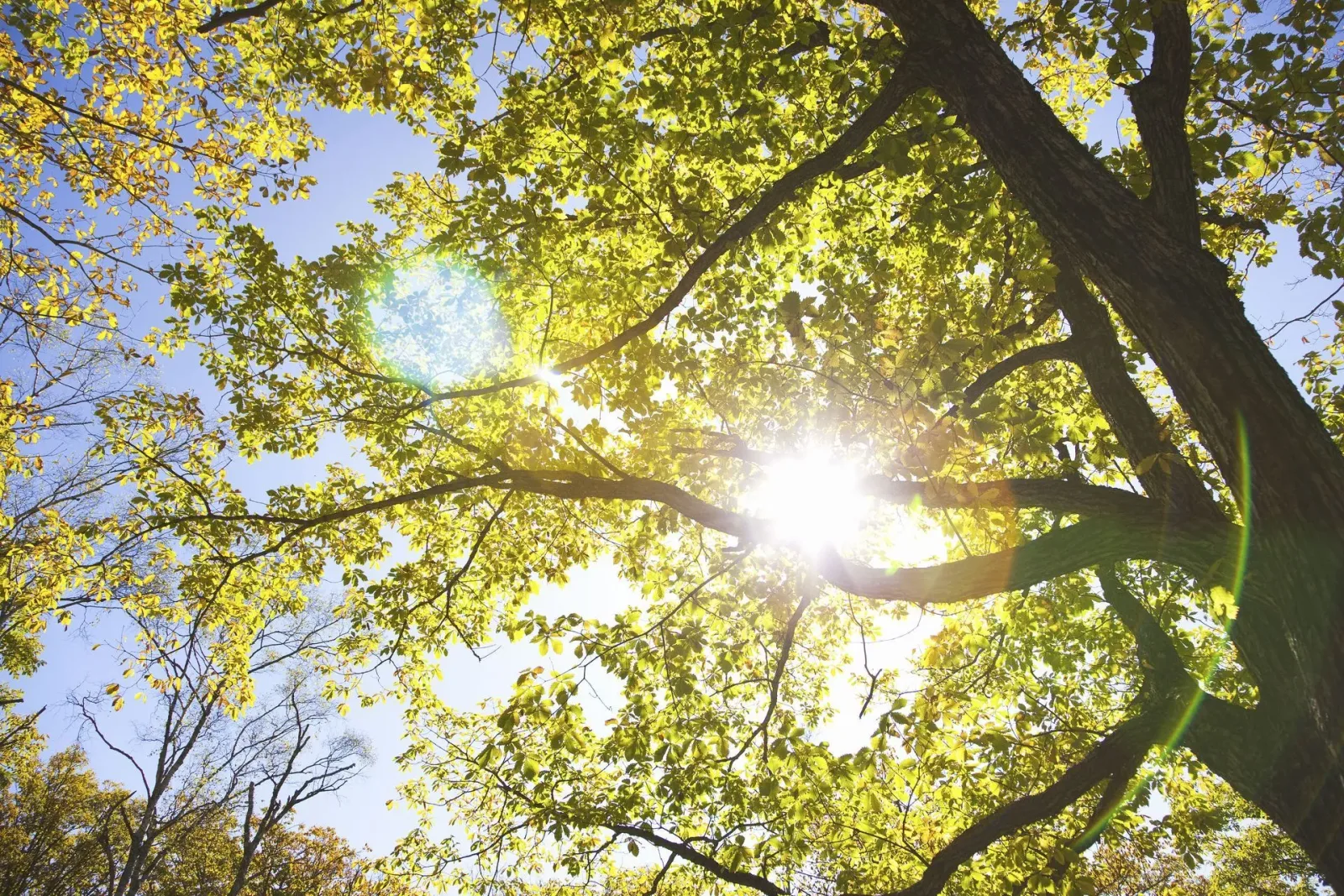 Warwick Tree Service Inc photo 8