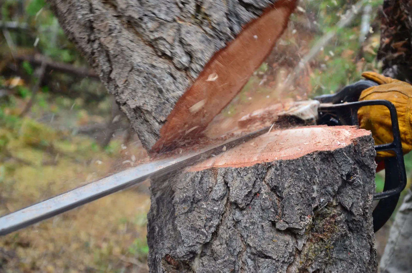 Warwick Tree Service Inc photo 5