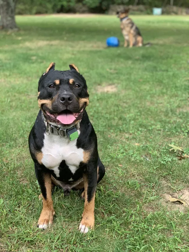 Chris' Canine Club photo 8