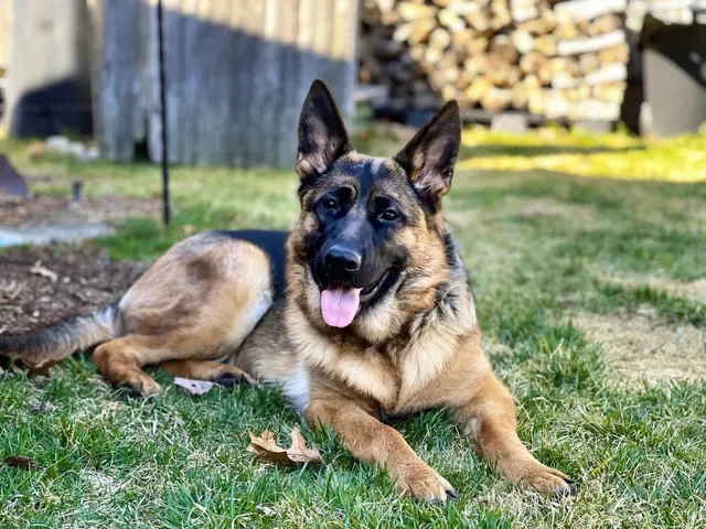 Chris' Canine Club photo 7