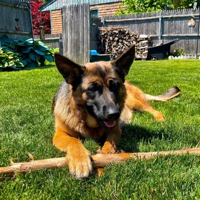 Chris' Canine Club photo 6
