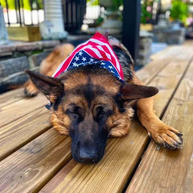 Chris' Canine Club photo 11