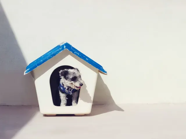 Chris' Canine Club photo 4