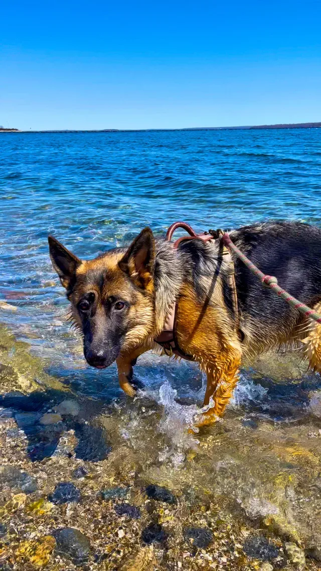 Chris' Canine Club photo 10