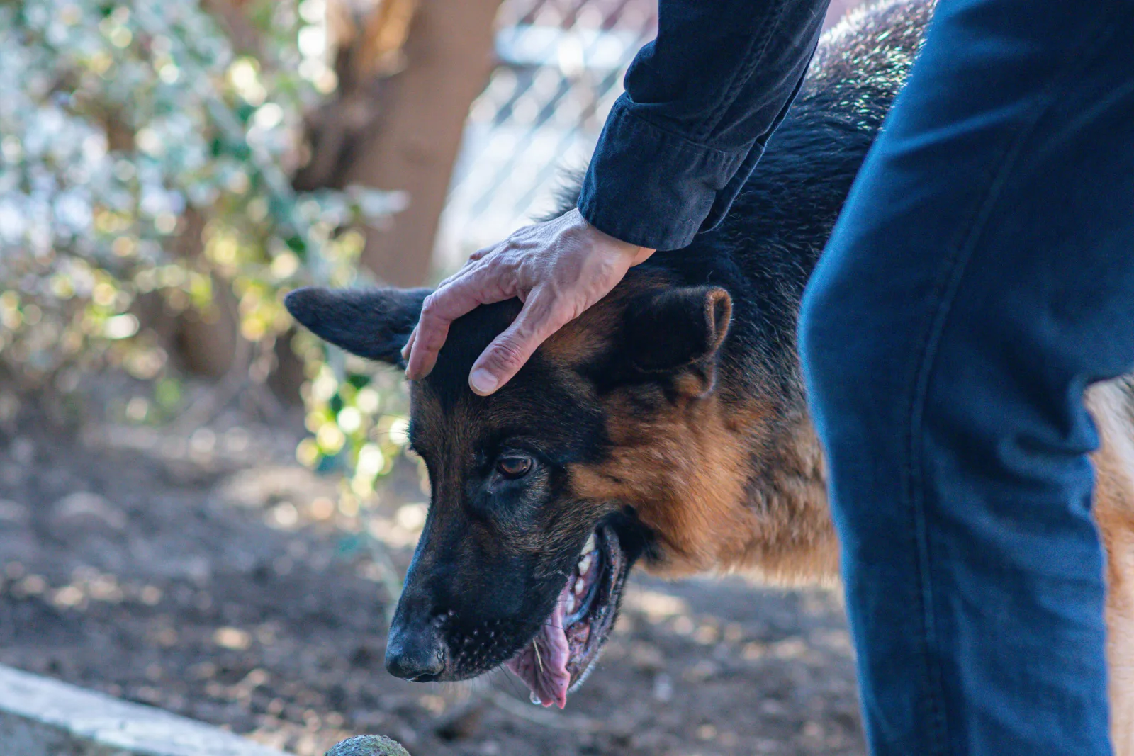 Chris' Canine Club photo 2