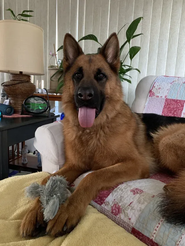 Chris' Canine Club photo 9