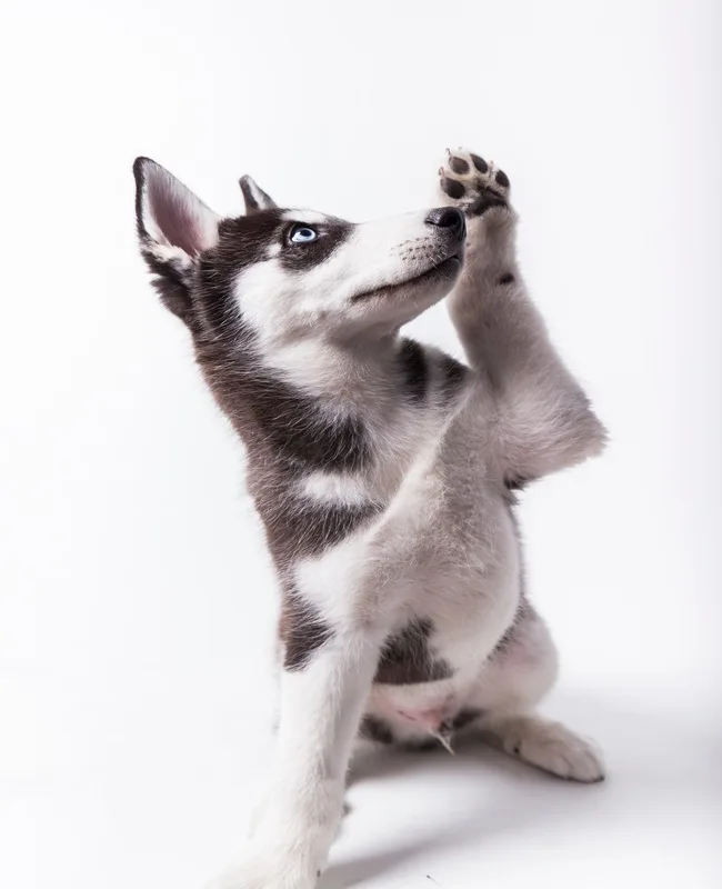Coventry Animal Hospital photo 5
