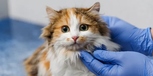 Coventry Animal Hospital photo 8