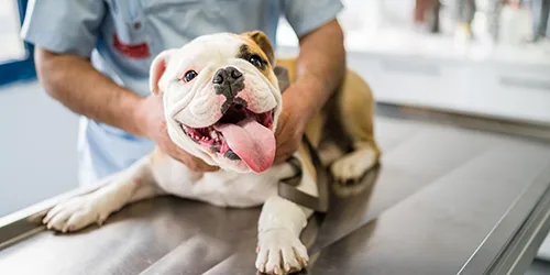 Coventry Animal Hospital photo 7