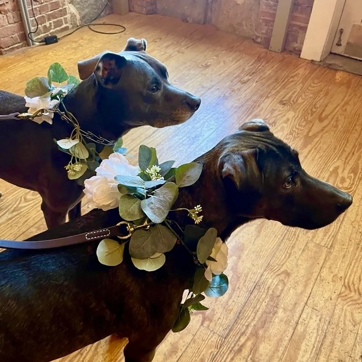 Furry Fellas Dog Walking & Pet Sitting Service photo 9