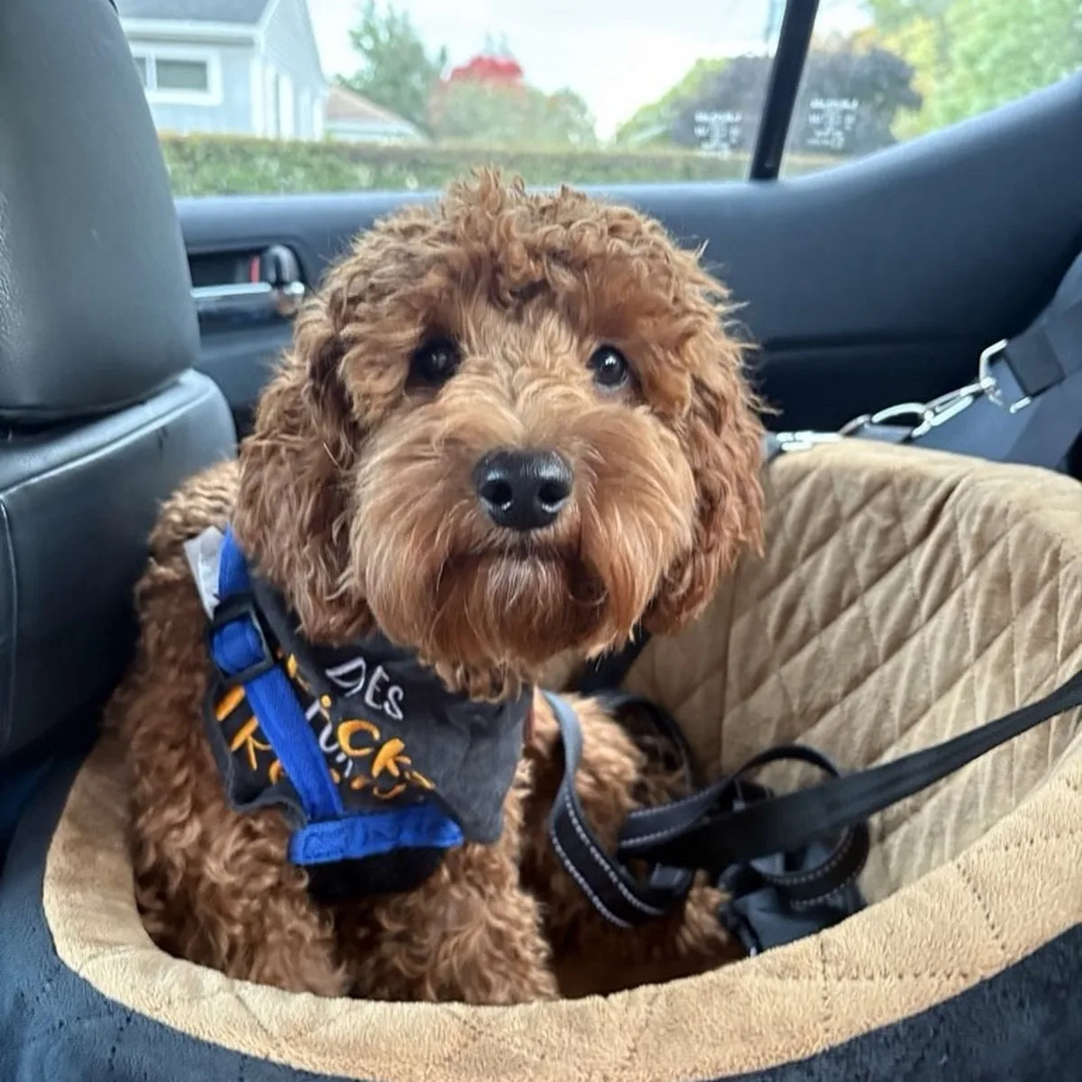 Furry Fellas Dog Walking & Pet Sitting Service photo 10