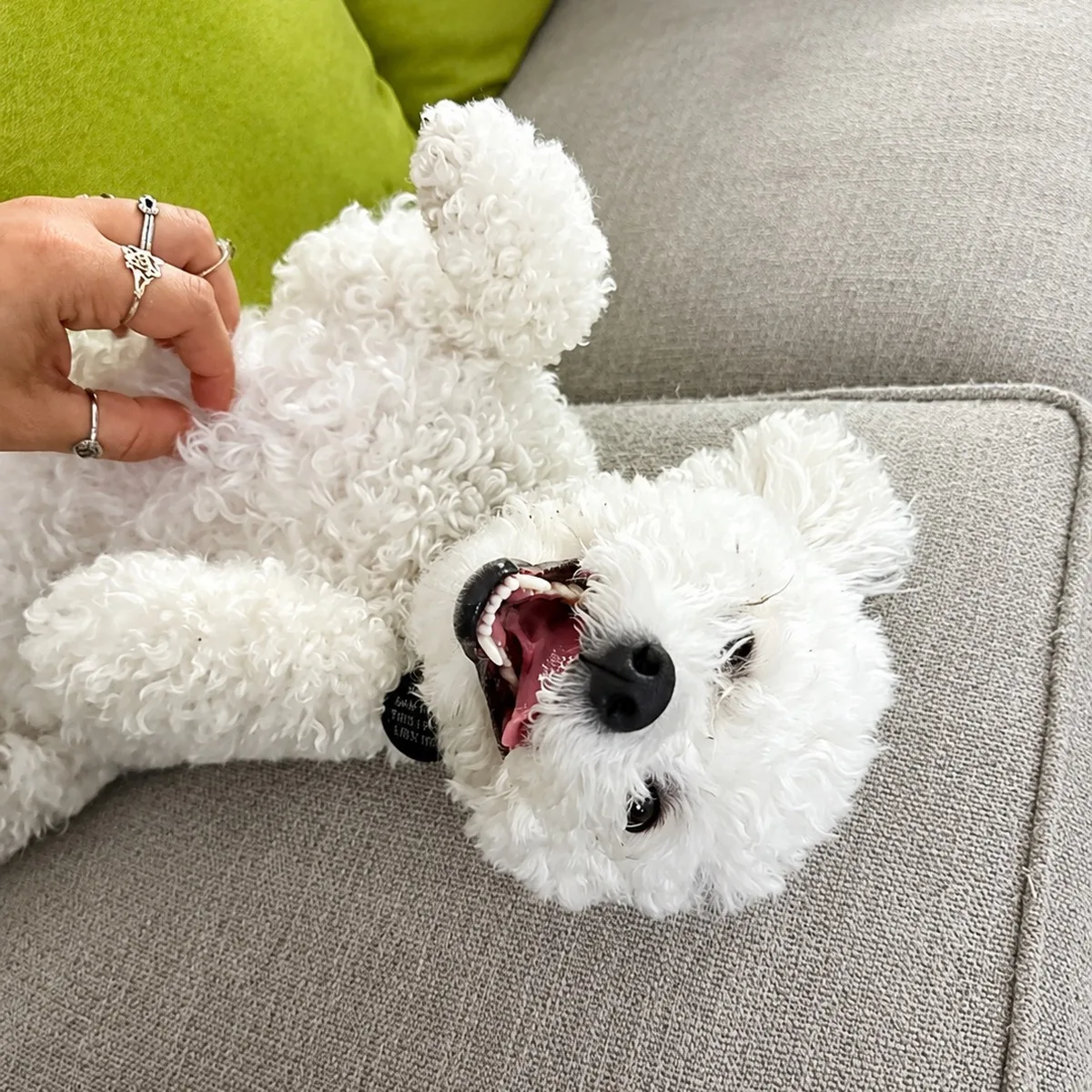 Furry Fellas Dog Walking & Pet Sitting Service photo 8
