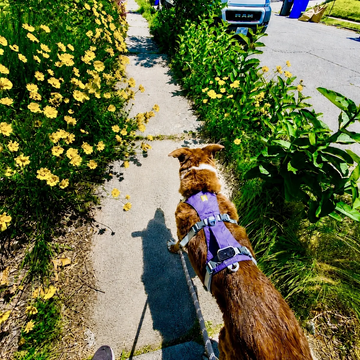 Furry Fellas Dog Walking & Pet Sitting Service photo 5