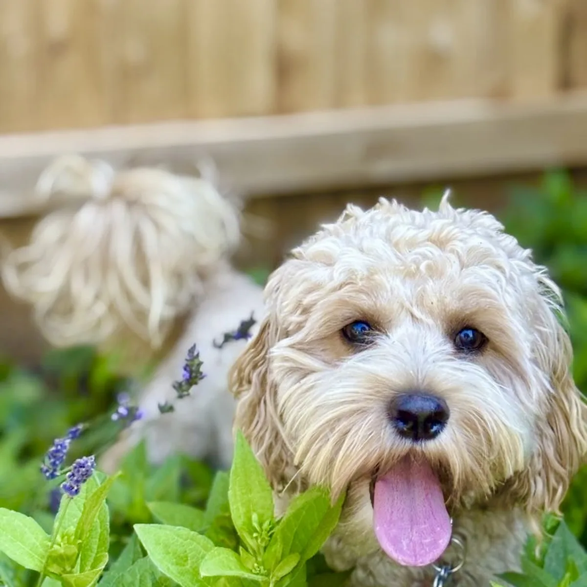 Furry Fellas Dog Walking & Pet Sitting Service photo 6