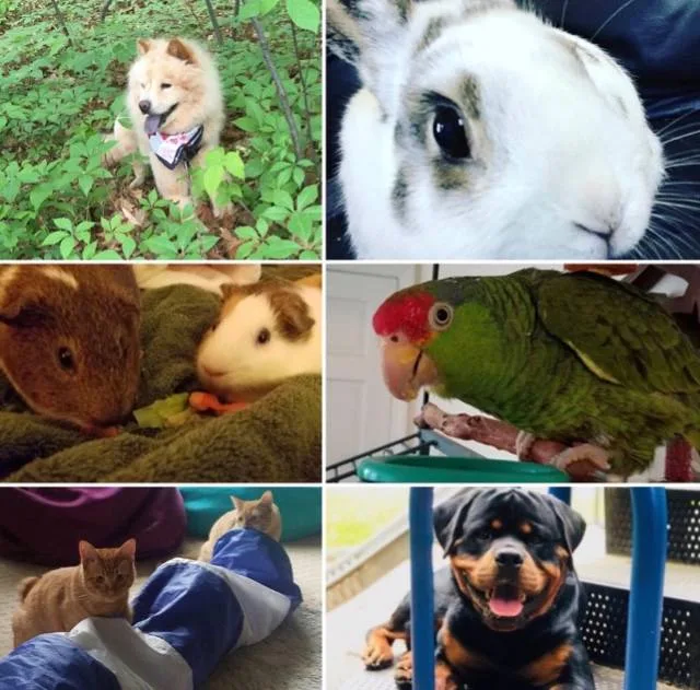 Furry Fellas Dog Walking & Pet Sitting Service photo 3