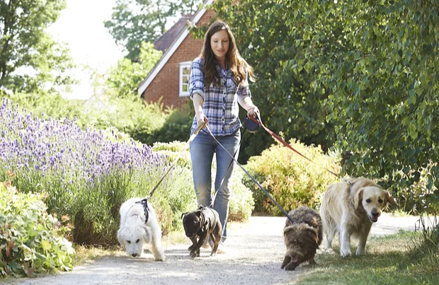 Furry Fellas Dog Walking & Pet Sitting Service photo 2