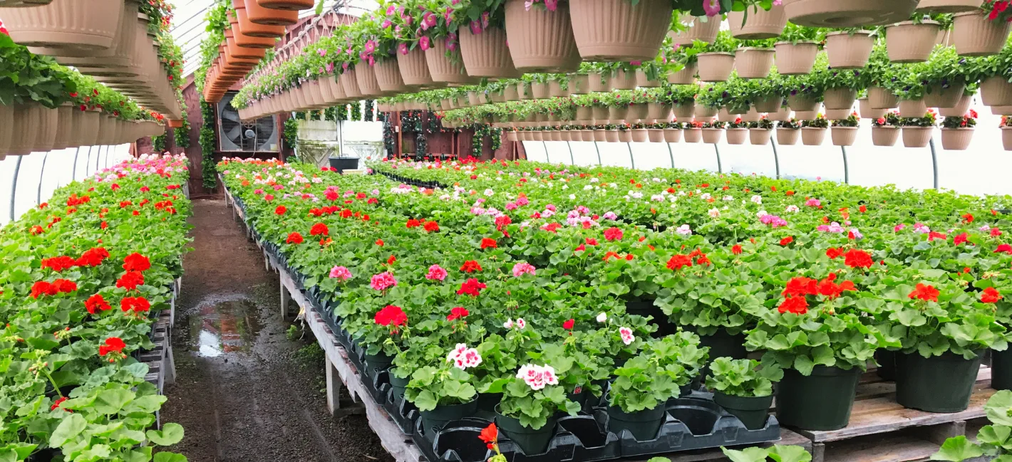 Hattoy's Nursery & Garden Center photo 5