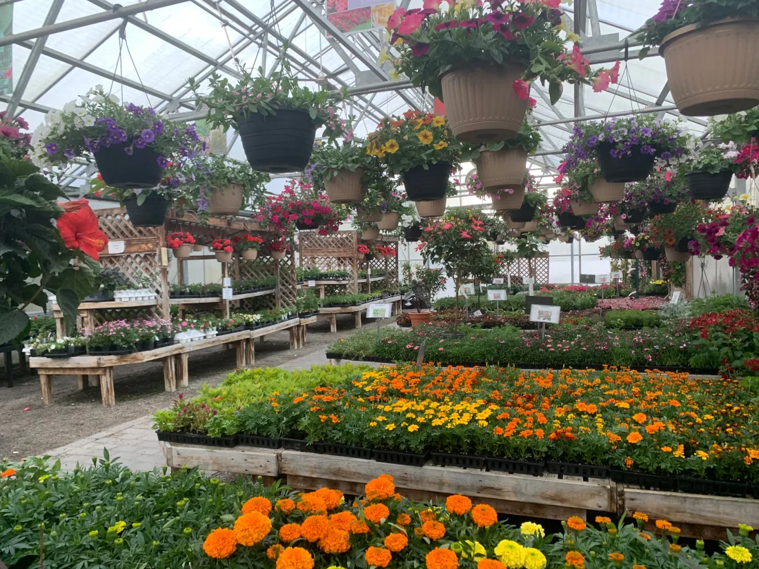Hattoy's Nursery & Garden Center photo 3