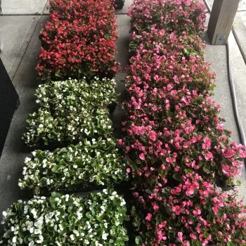 Horizon Landscaping photo 8