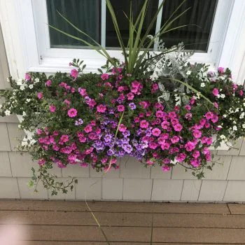 Horizon Landscaping photo 5