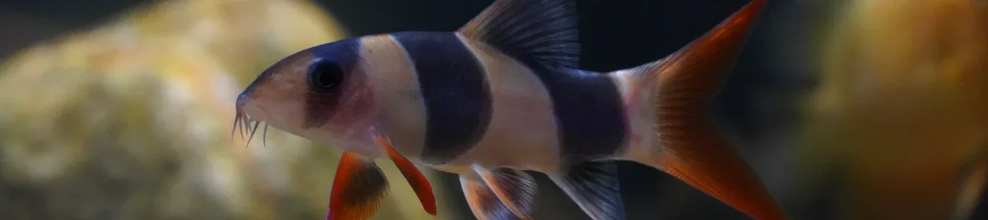 OSA Aquarium Superstore and Services photo 5