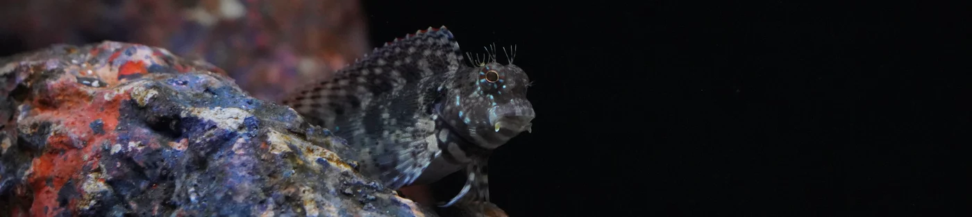 OSA Aquarium Superstore and Services