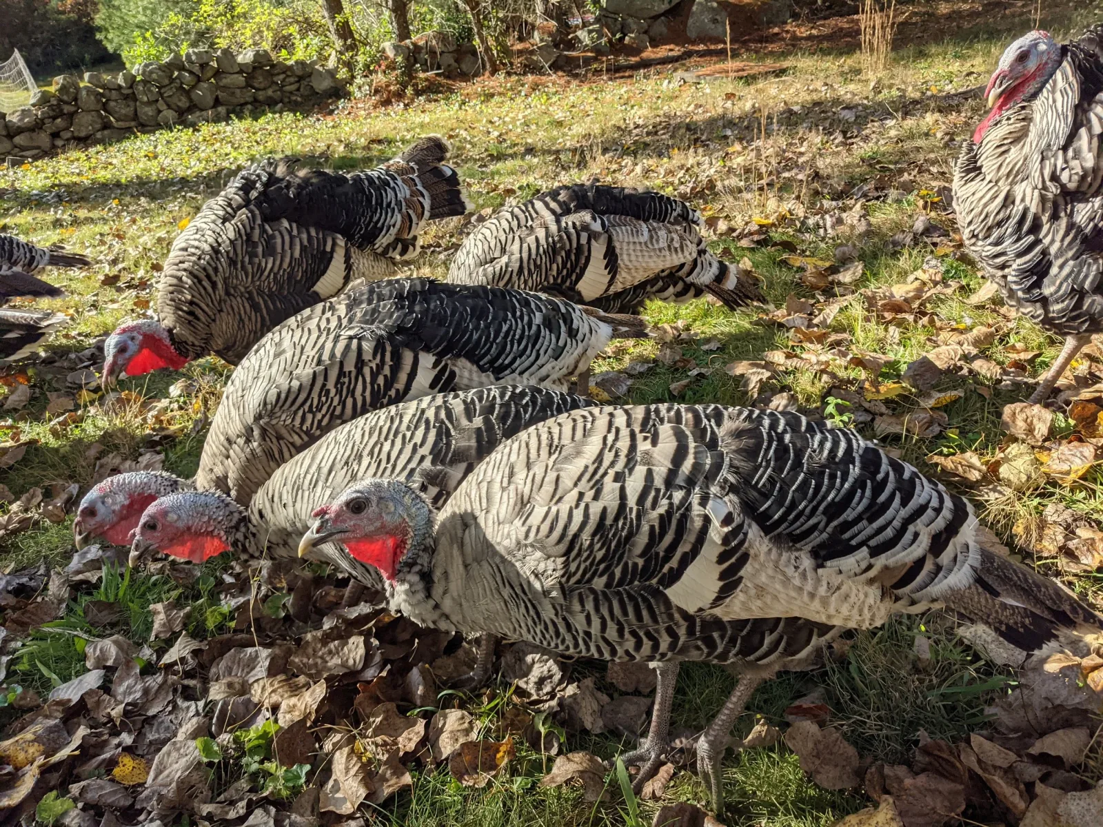 Serendipity Farm photo 11