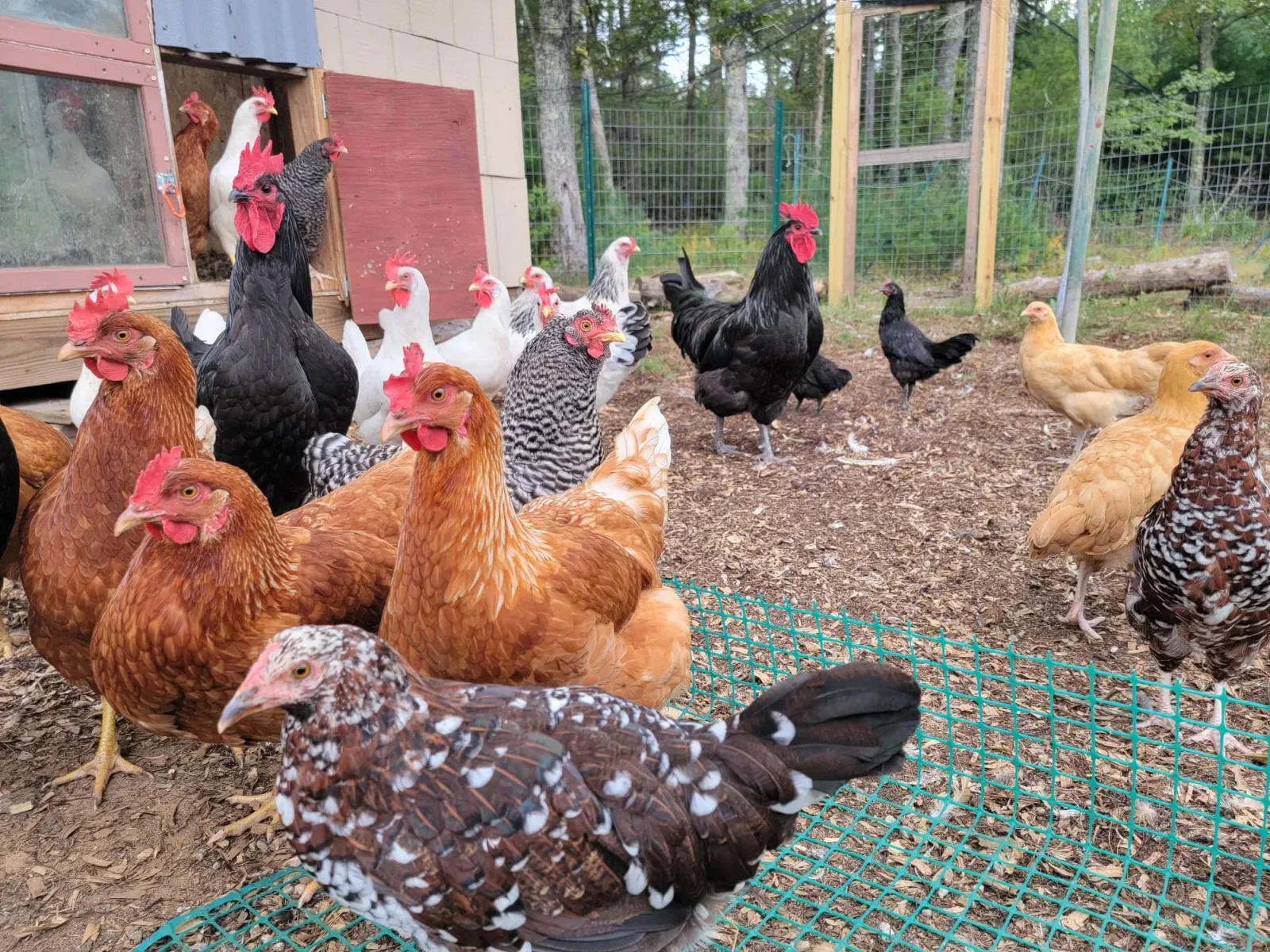 Serendipity Farm photo 4