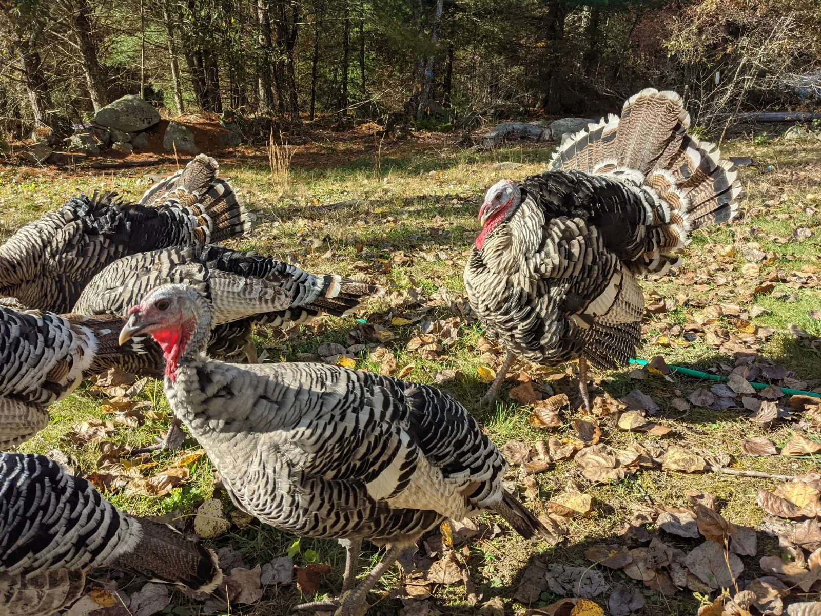 Serendipity Farm photo 6