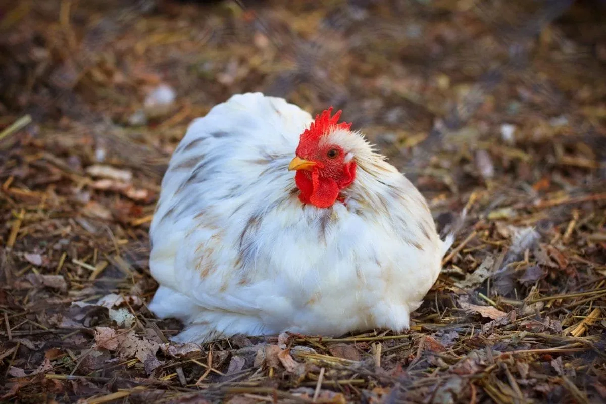 Serendipity Farm photo 10