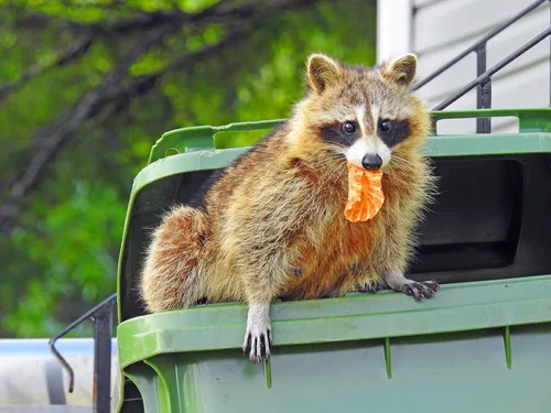 Vanguard Wildlife Solutions photo 3