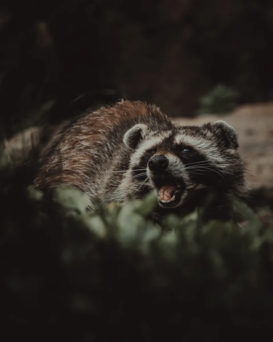 Vanguard Wildlife Solutions photo 5