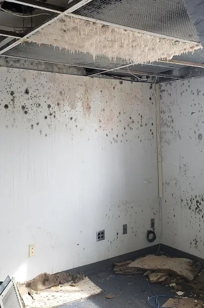 CLS Mold Testing photo 5