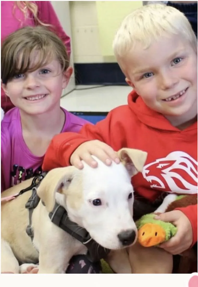 Hotel for Homeless Dogs Humane Society photo 3