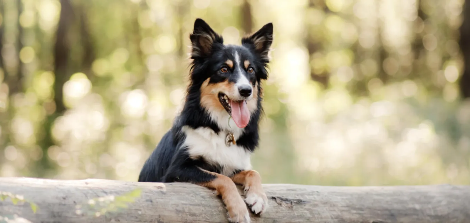 Abbott Valley Veterinary Center photo 8