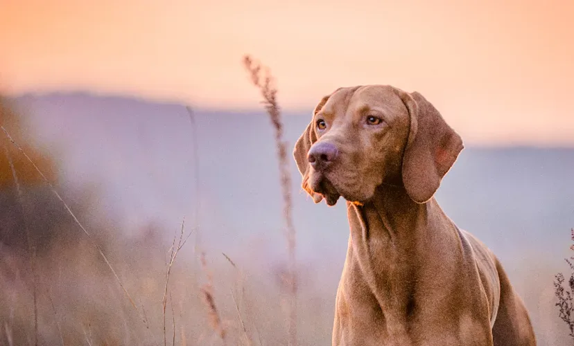 Abbott Valley Veterinary Center photo 10