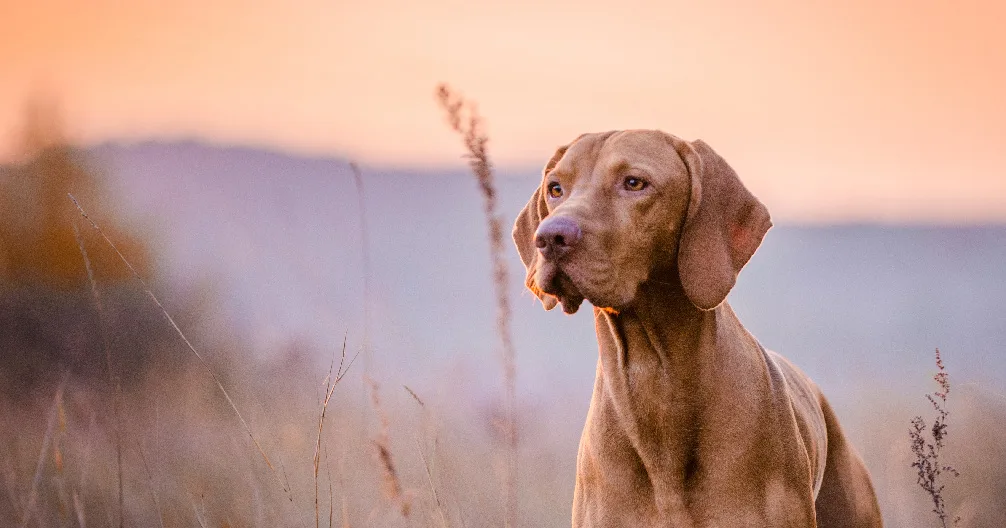 Abbott Valley Veterinary Center