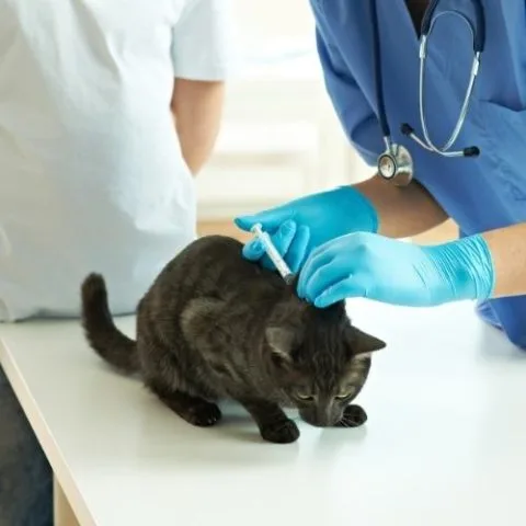 Diamond Hill Animal Clinic photo 7