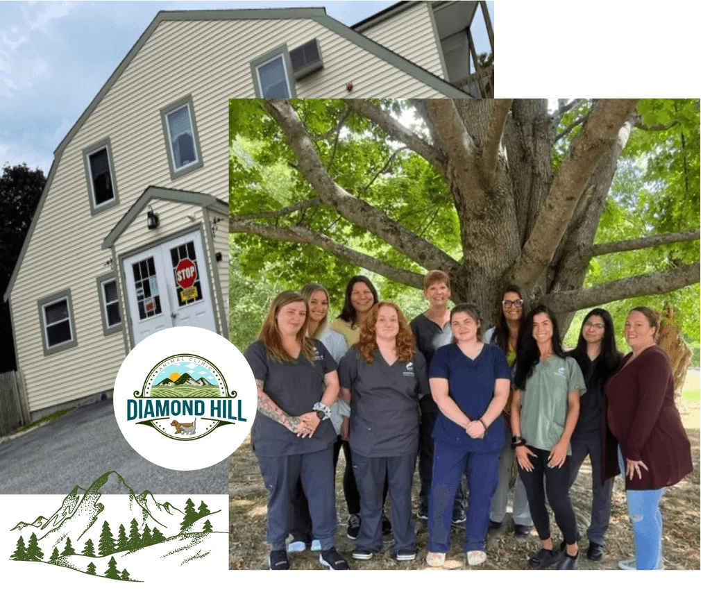 Diamond Hill Animal Clinic