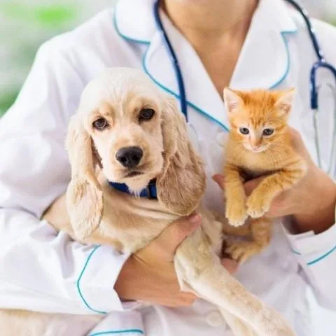 Diamond Hill Animal Clinic photo 5