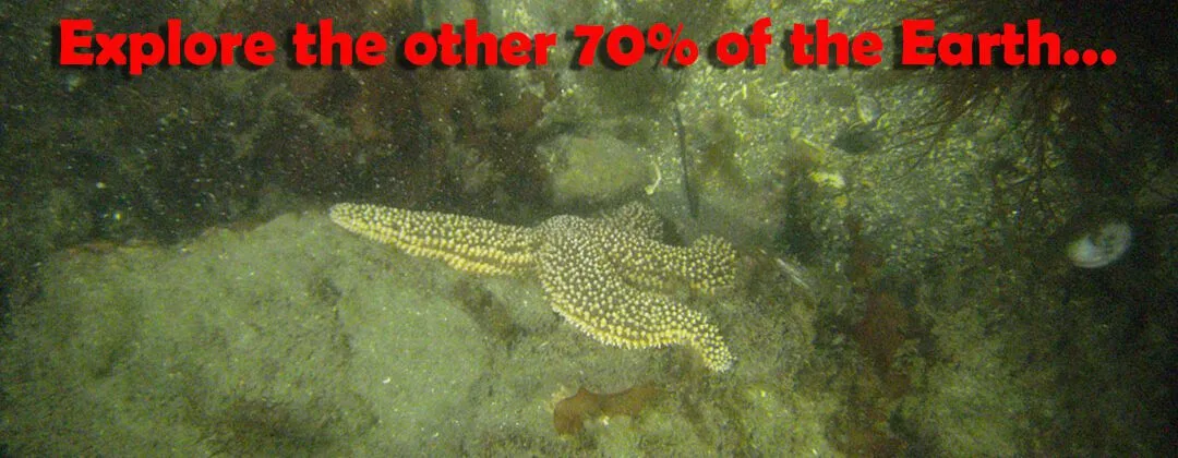 Dive On It Scuba photo 3