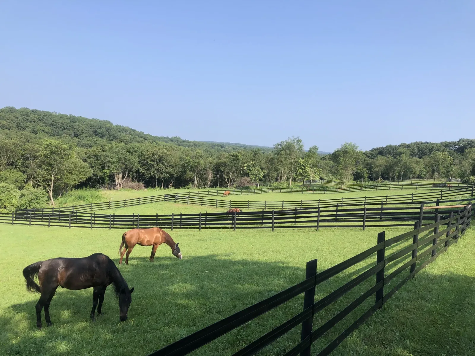 Murfield Farm, LLC photo 7