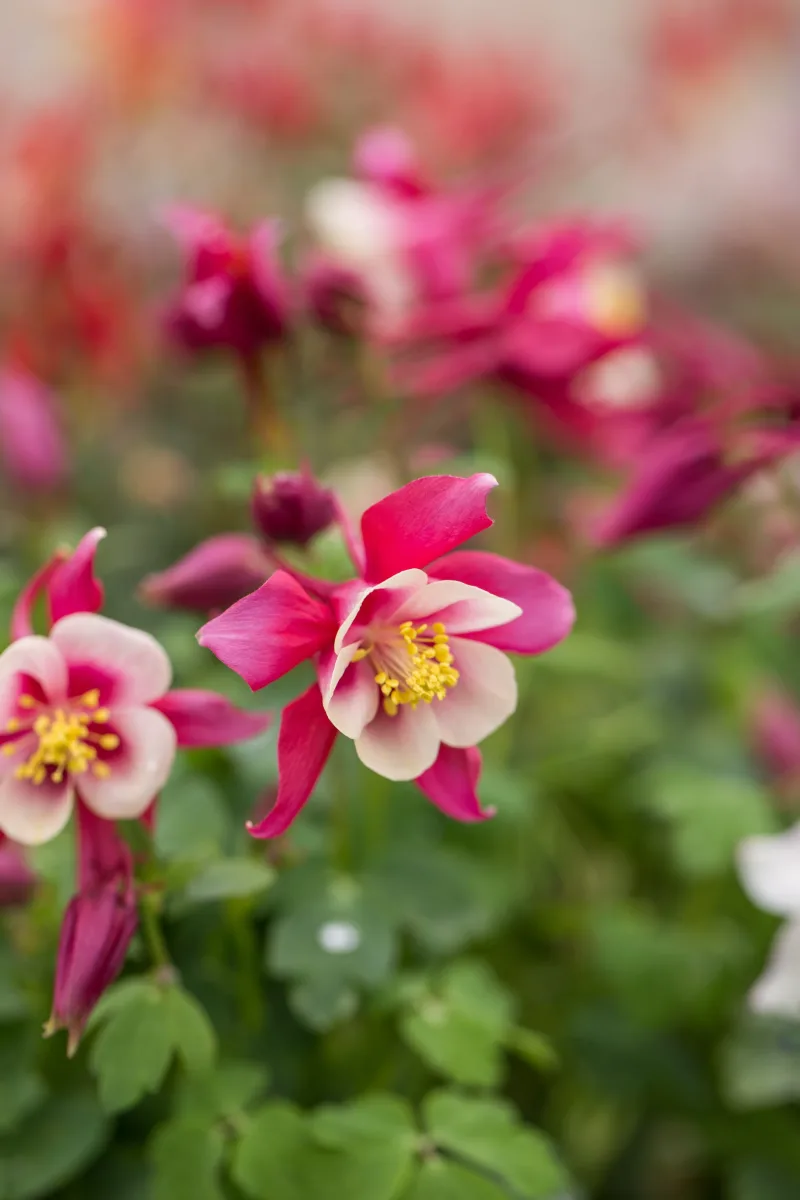 Northland Farm & Garden Center photo 5