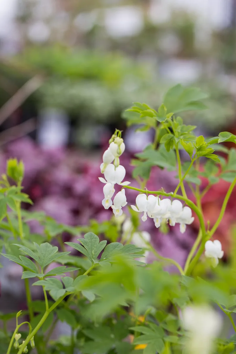 Northland Farm & Garden Center photo 9